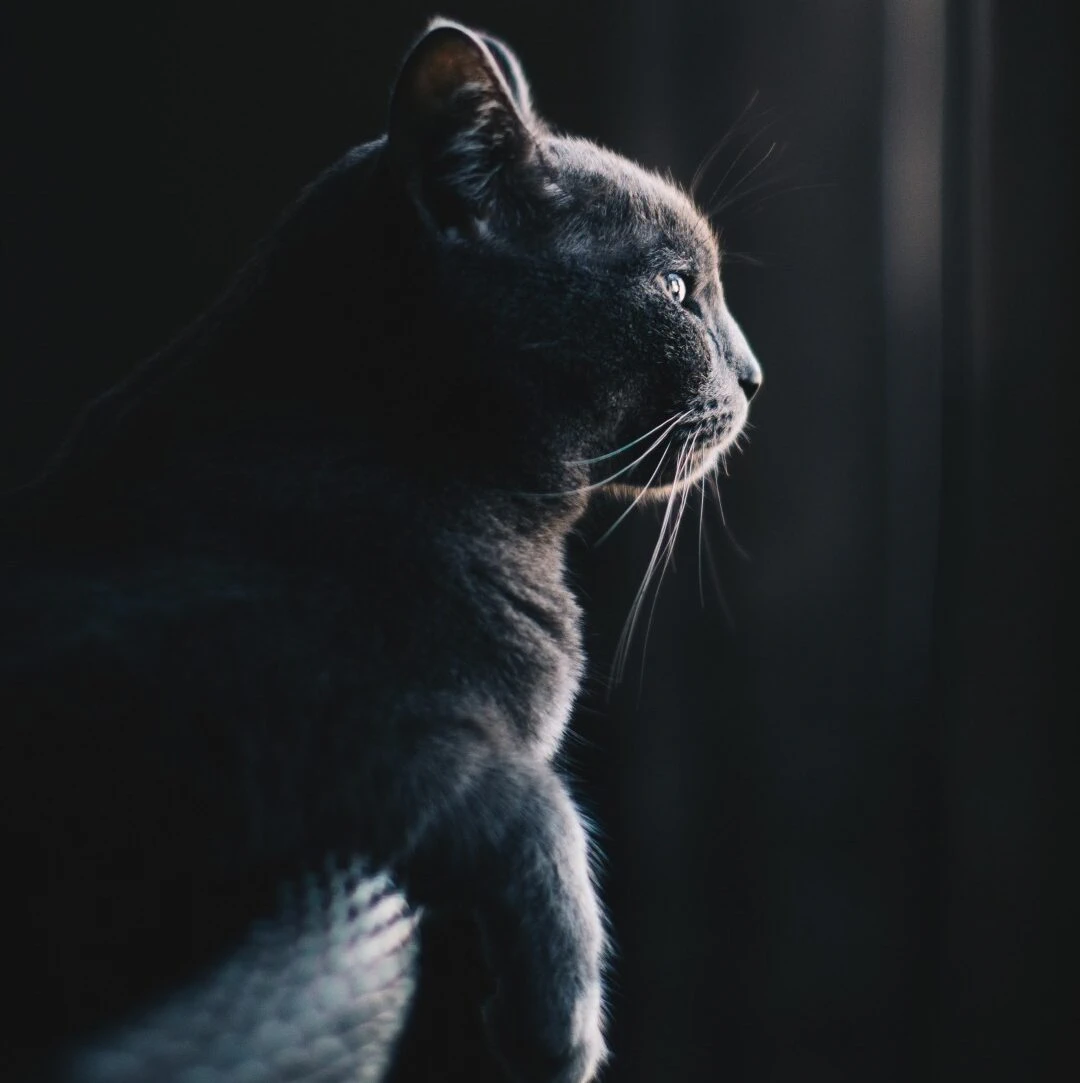 MagicLynx